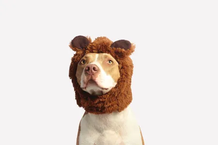 Illustration d'un chien "dangereux"