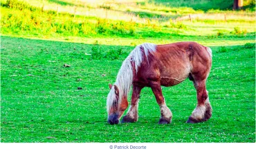 Illustration - Cheval en prairie