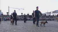 Notre future équipe canine (copyright VRT)