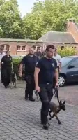 Notre jeune chien policier Diane se prépare au défilé du 21 juillet