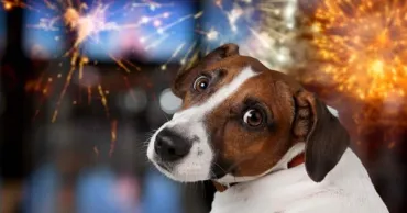 chien inquiet feux d'artifice