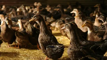 Grippe aviaire 