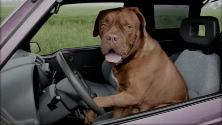 Le transport des animaux domestiques