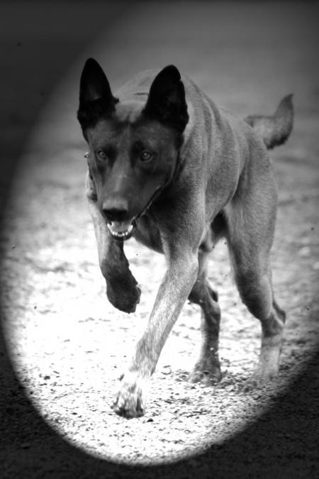 Chien