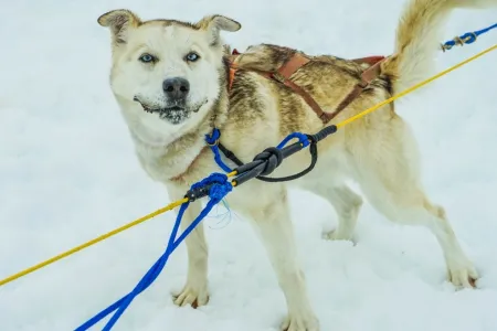 Chien en laisse