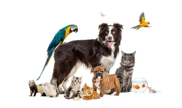 animaux domestiques