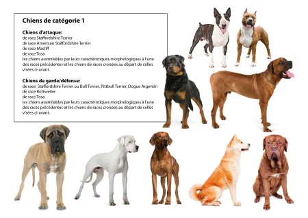 Tableau chiens catégorie 1