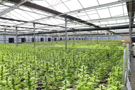 Cannabis (site Pexels)