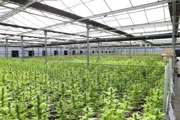 Cannabis (site Pexels)