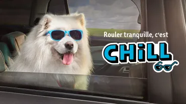 Photo chien portant des lunettes de soleil 