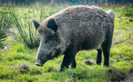 sanglier