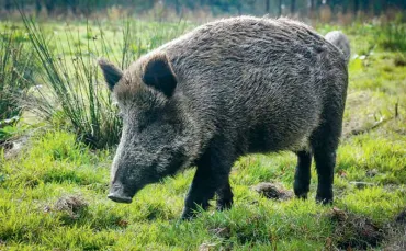 sanglier