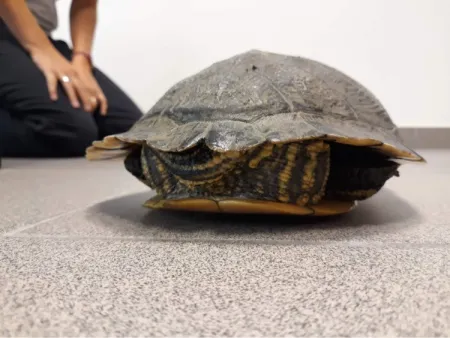 Tortue 1