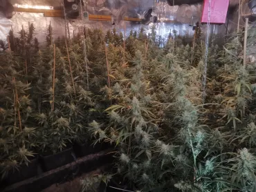 plantation de cannabis