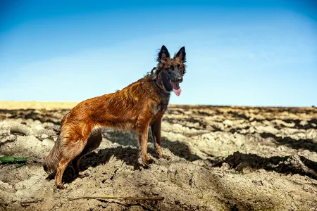 Chien