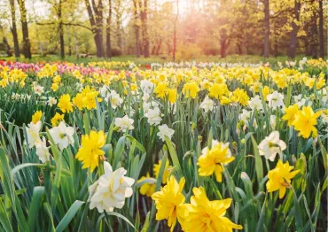 Jonquilles