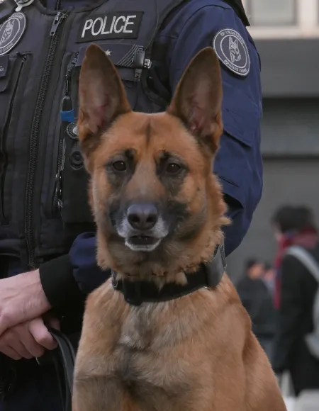 Vous croisez un chien policier : quel comportement adopter ?