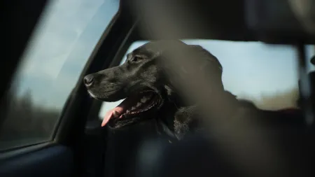 hond auto