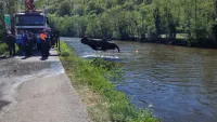Extraction d'un véhicule hors de la Sambre