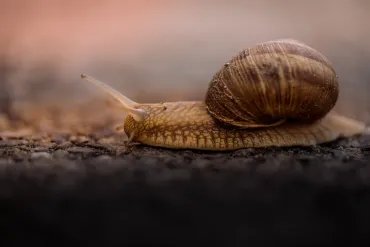 Photo by Alex Blăjan on Unsplash